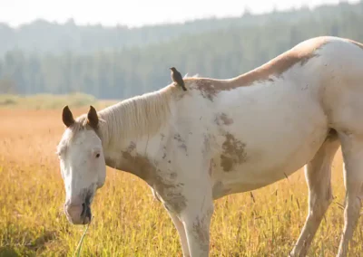 A Yellowstone horse with its head lowered. The golden sun beaming on its back with little bird on it.