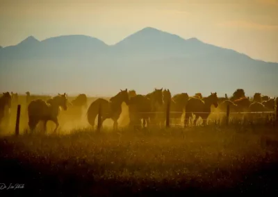 Horse in a pasture trotting around kicking up dust and dirt.