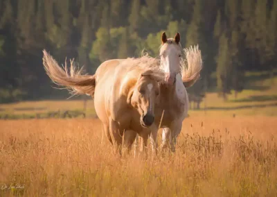 Two Yellowstone horses on golden plains with the sunsetting on the left with yellowstone tree in the background