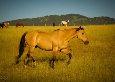 Horses on a Montana Yellowstone Ranch with a golden sun setting lighting on them.