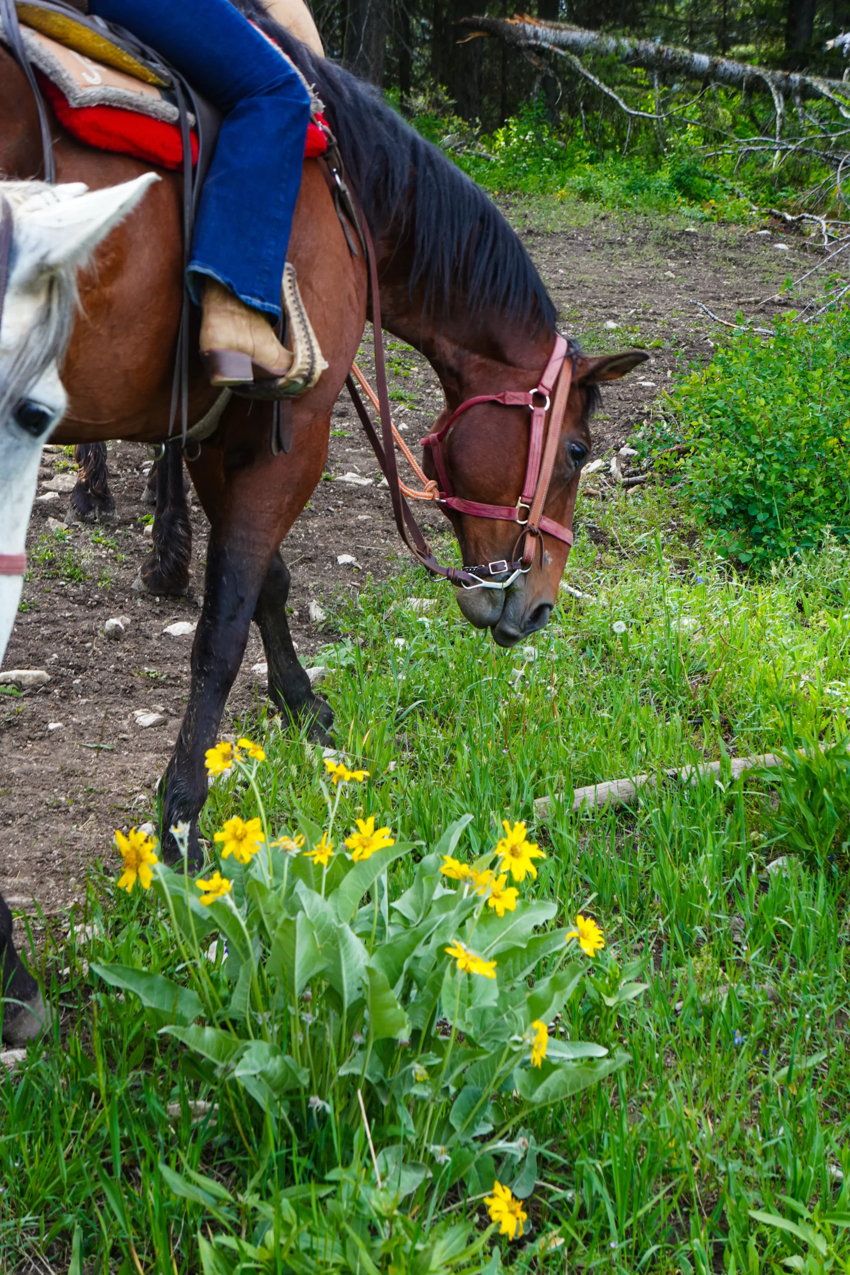 guided horseback rides through the meadows in Gallatin National Forest Horse eating grass on mountain to show guided horseback rides through the meadows in Gallatin National Forest