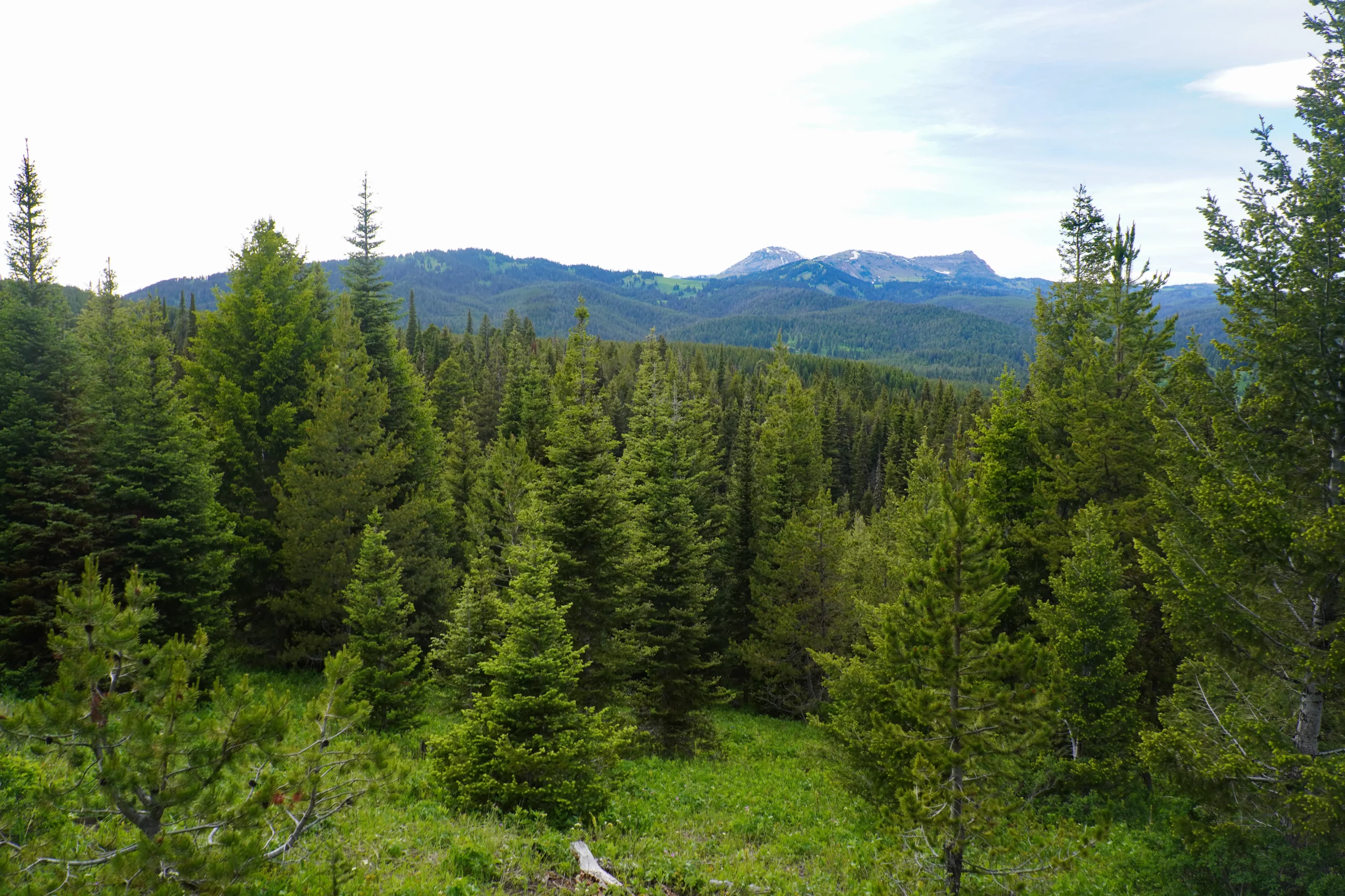 guided horseback trail ride near Yellowstone view from Gallatin National Forest to show guided horseback trail ride near Yellowstone
