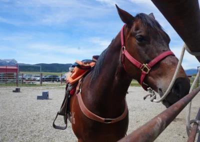 A horse in a pen at a ranch